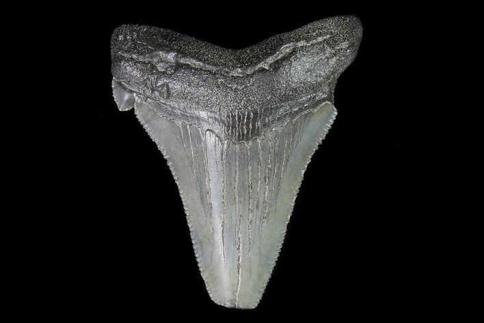 Bargain, Angustidens Tooth - Megalodon Ancestor #74279